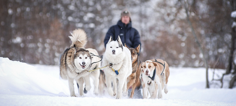 Balade en chiens de traîneau