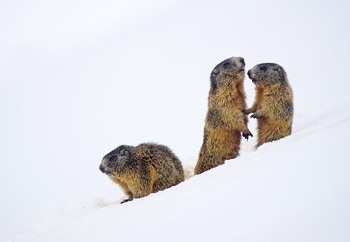 marmot2366423_960_720__084903400_1813_21122017