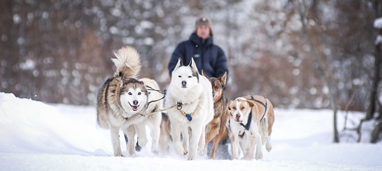 Balade en chiens de tra&icirc;neau